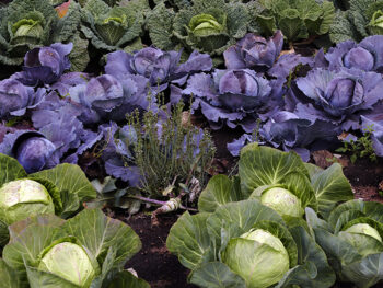 Devon Gardening