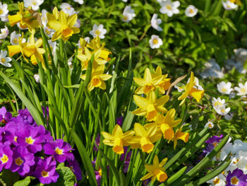 Garden Design Devon