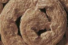 knauf roll
